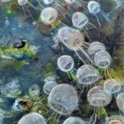 Quallen 2, 2020
Format: 70 x 50 cm